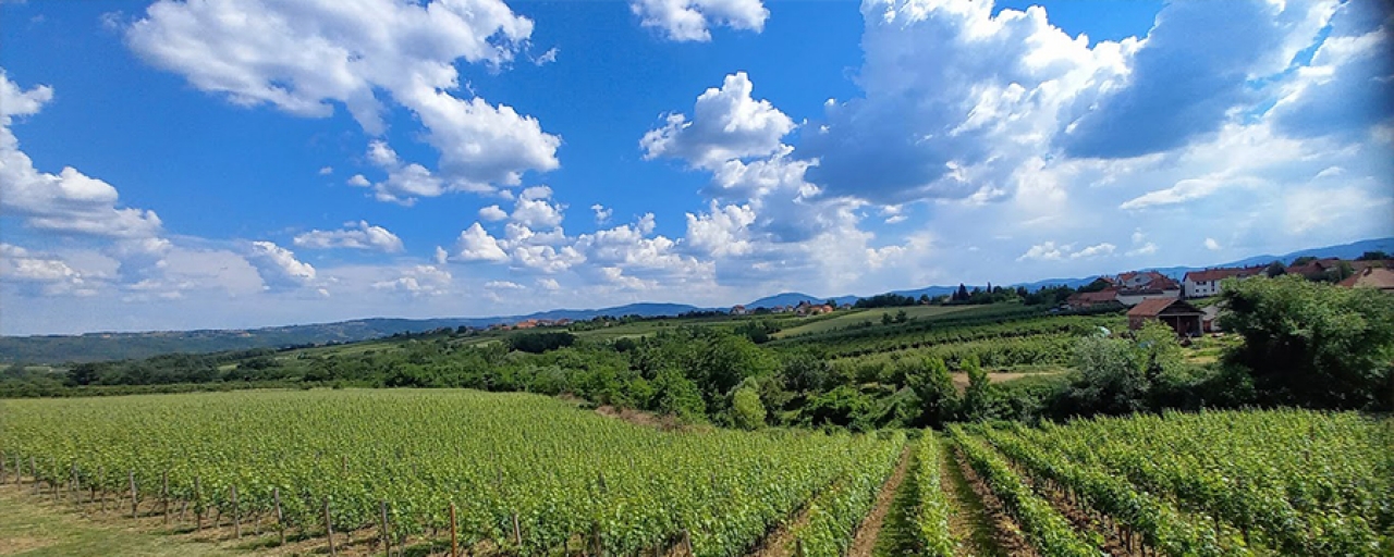 Royal Serbia Wine Route - Šumadija Oplenac Topola